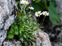 Alpen-Margeriten wachsen aus Felsspalte